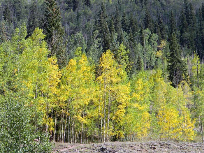 Aspens