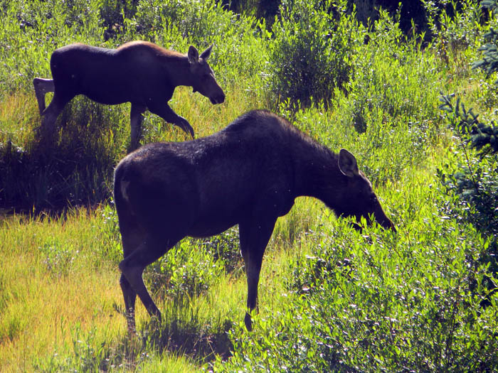 Mama and baby moose